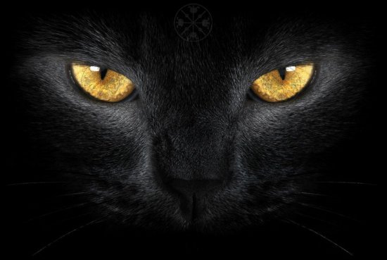 Багира приносит счастье! В мире отмечают День черной кошки
