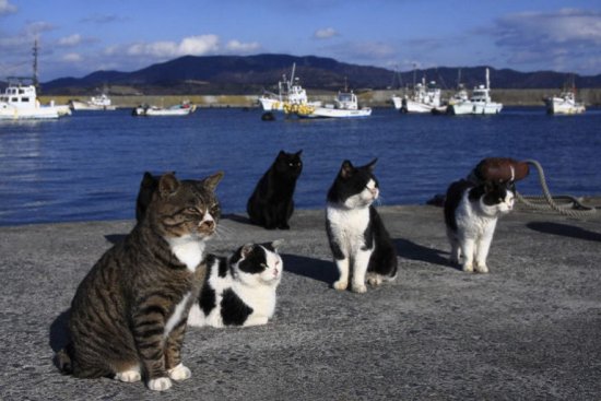 Кошачий рай острова Тасиро/ Цикл - Планета кошек