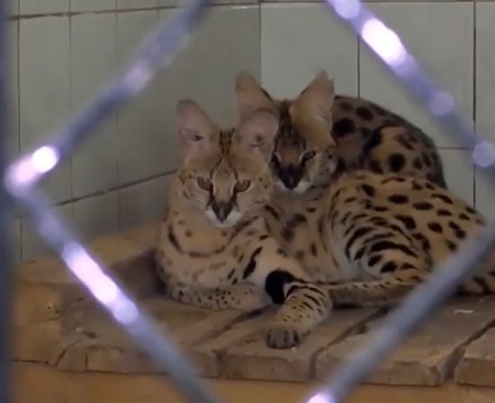 В Кишиневском зоопарке новые обитатели!