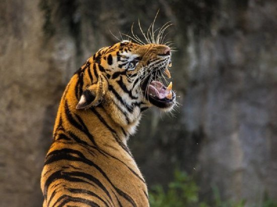 Тигр напал на человека в Кишиневском зоопарке
