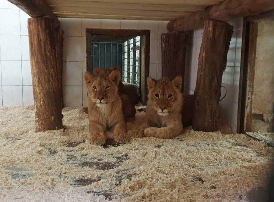 Пополнение в Кишиневском зоопарке: его обитателями стали 4 африканских льва