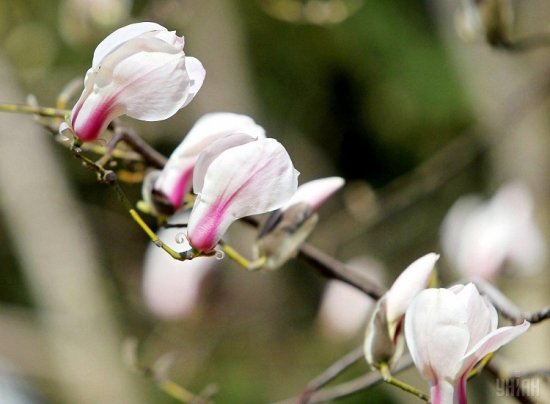 В Ботаническом саду Кишинева высажено 30 новых сортов магнолии