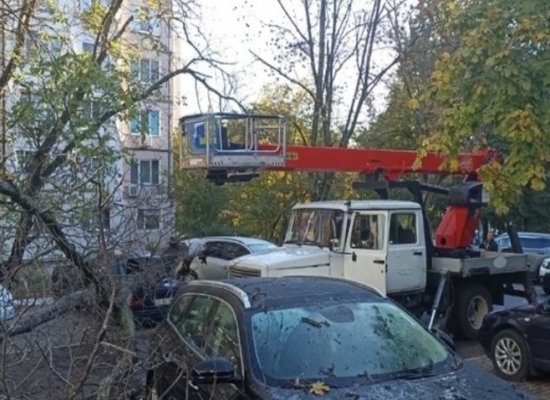 В Кишиневе упало большое дерево: повреждено несколько машин