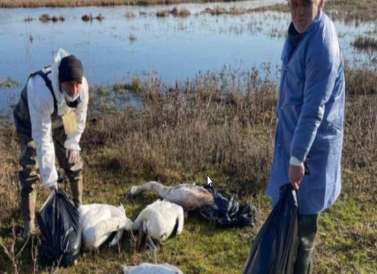 В районе Флорешт погибли 55 лебедей