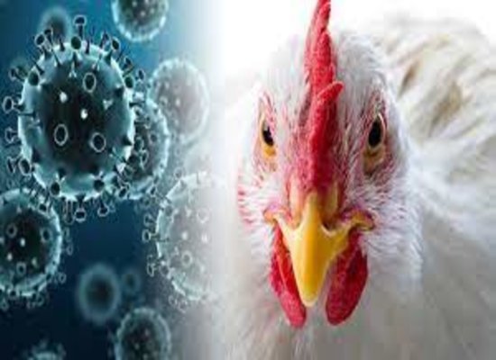 В Кишиневе объявили ЧС в связи со вспышкой птичьего гриппа