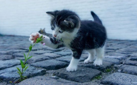 Сколько лет живут домашние кошки? Профессиональный разбор