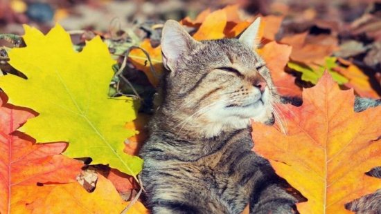 Погода на 30 октября: солнечный четверг с осенним настроением ☀️