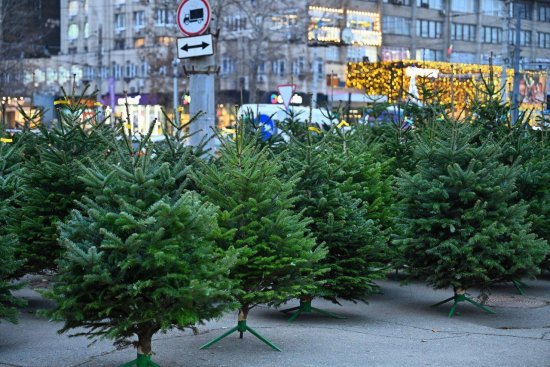 Ёлочные базары в Кишинёве уж с 8 декабря: где и когда покупать рождественскую красавицу