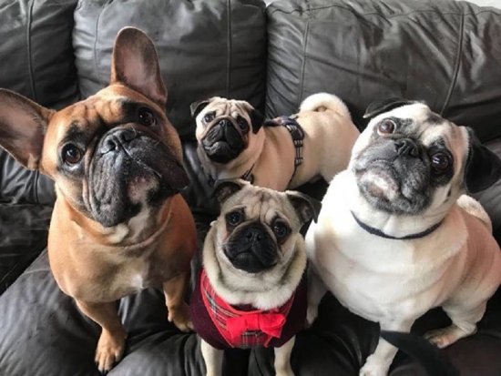 Популярные породы на грани исчезновения: мопсы и бульдоги могут уйти в прошлое уже через 10 лет