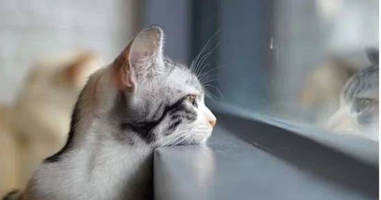 Погода в Молдове: 6 декабря похолодает