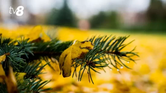 5 декабря в Молдове будет сухо и прохладно