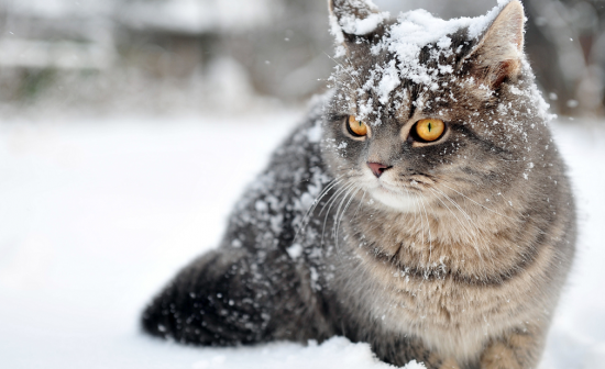Резкое похолодание и ветер: какая погода ждёт Молдову 10 января