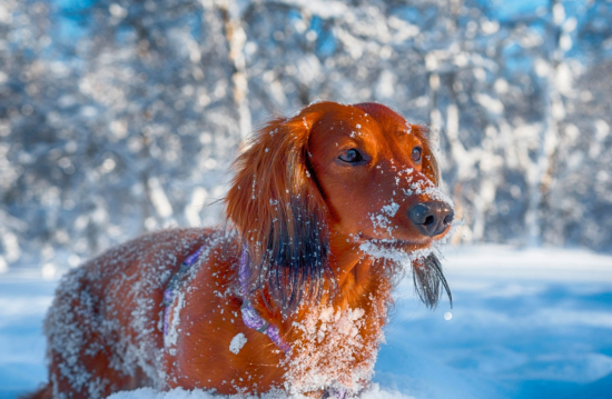 Мороз и солнце! Таким будет 11 января в Молдове