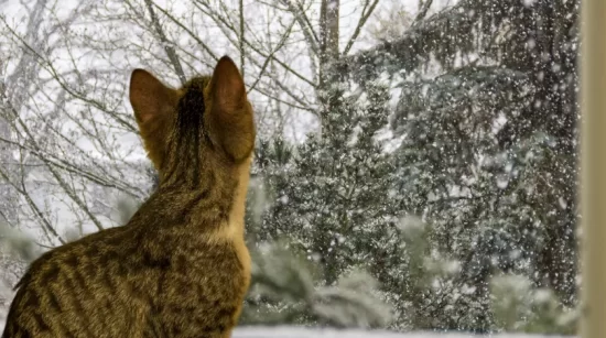 Молдова 9 февраля: морозная и снежная погода с гололедом