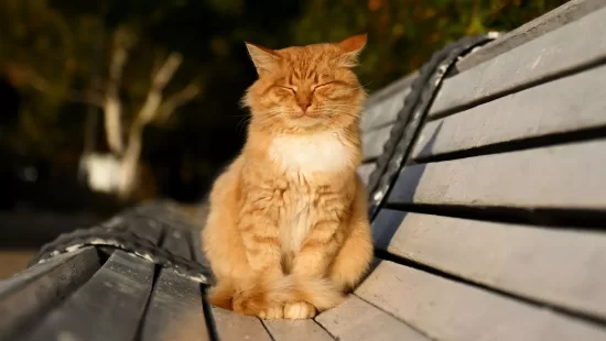 До +17 градусов и без дождей: прогноз погоды на неделю в Молдове