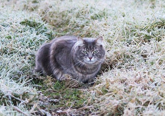 Погода резко меняется: после шквалистого ветра Молдову ждут ночные заморозки до -6 на почве